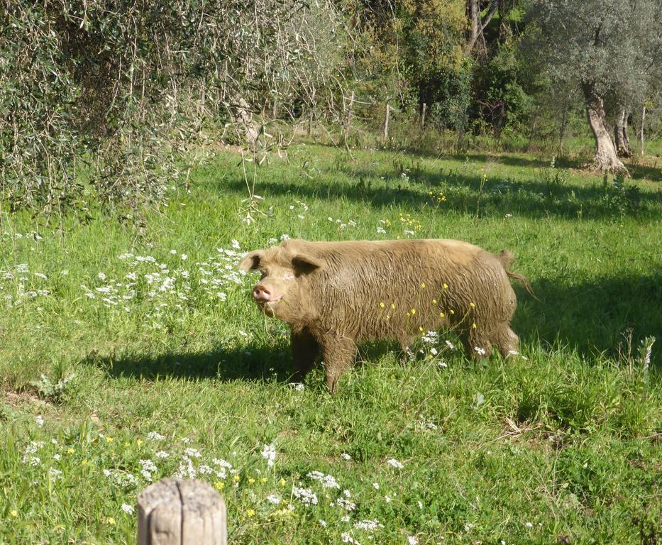 Campospillo Villa Magliano in Toscana Bagian luar foto